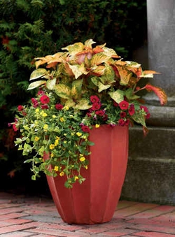 Flower combo from Proven Winners