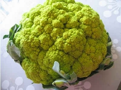 Green goddess broccoflower
