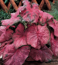 Fanny munson caladium