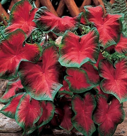 Frieda hemple caladium