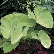 Lime zinger elephant ear