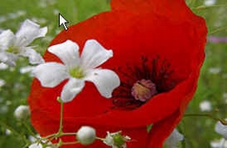 Red poppy