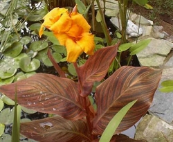 051809tropicanna-canna Tropicanna canna