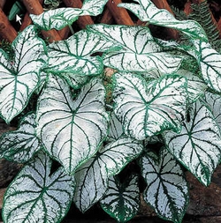 White Christmas caladium