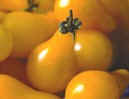 051809yellow-pear-tomato Yellow pear tomato