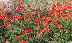 Corn poppy aka Flanders poppy