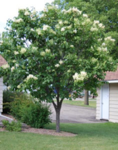 Tucking the tools away and a Japanese Lilac update – Garden Bite