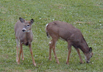 deer double