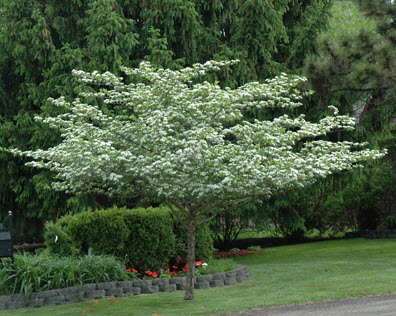 Fall foliage – Garden Bite