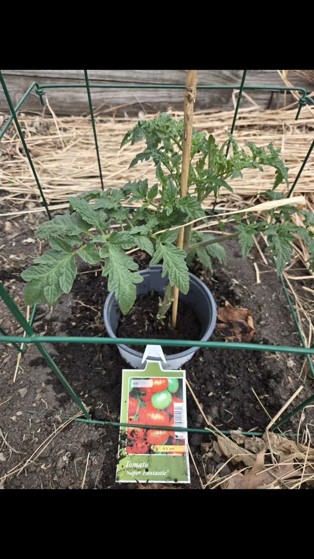 Tomatoes planted before the rain! Juliet, San Marzano, Super Fantastic and Sweet 100
