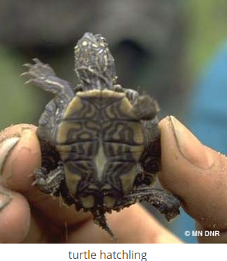 Turtle Time Garden Bite