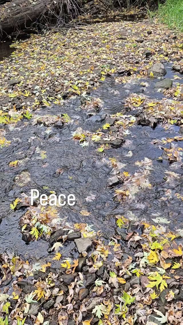 Ahhh...

#nature #naturewalk #peace