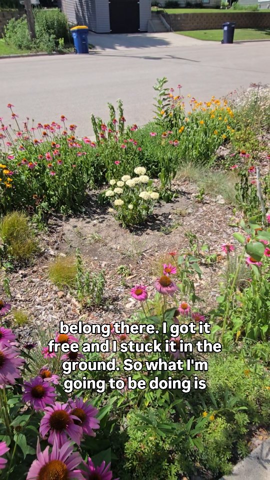 Touring a rain garden that needs rain and relief from high temps.