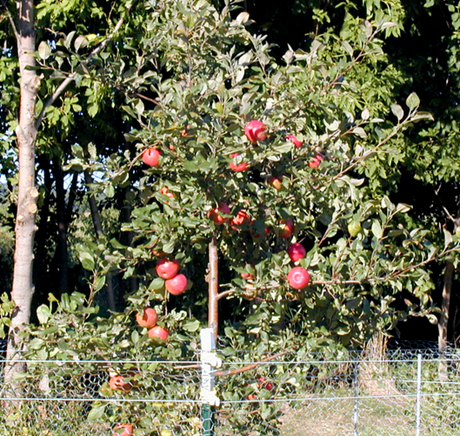 honeycrisp apple trees minnesota
