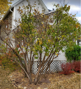 Update on Lilac blight – Garden Bite