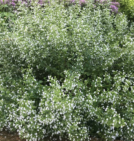 2021 Perennial Of The Year – National Plant of the Year