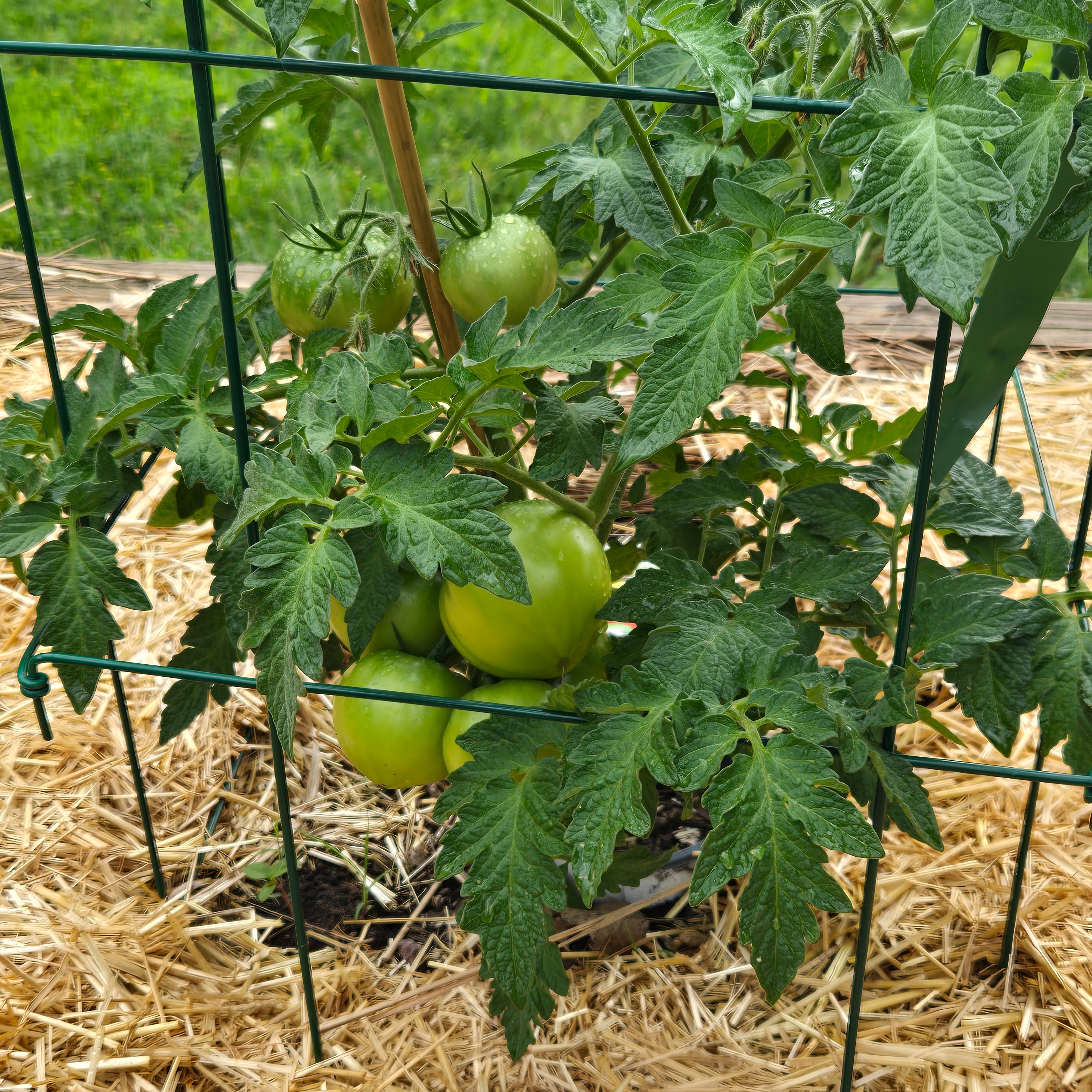 Check out my new post on what's happening in our gardens in June and what to watch for. The Summer Solstice is nearly here! https://gardenbite.com/june-to-dos/

#gardening #vegetablegardening #summerinthegarden