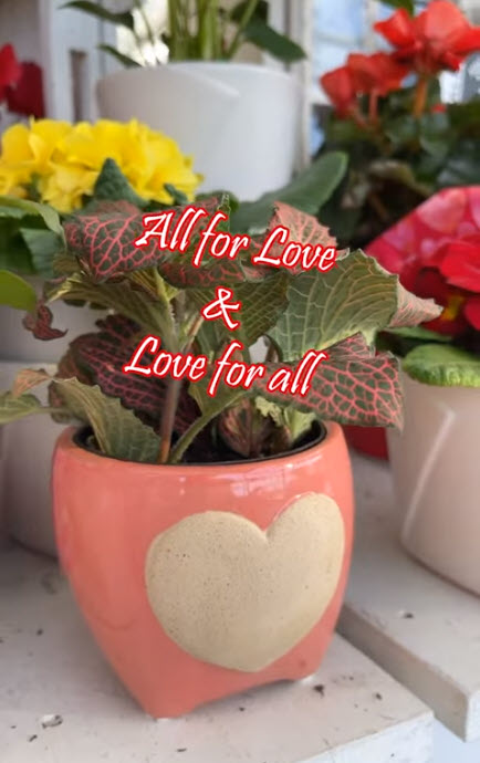 Valentine pot and flower Gertens