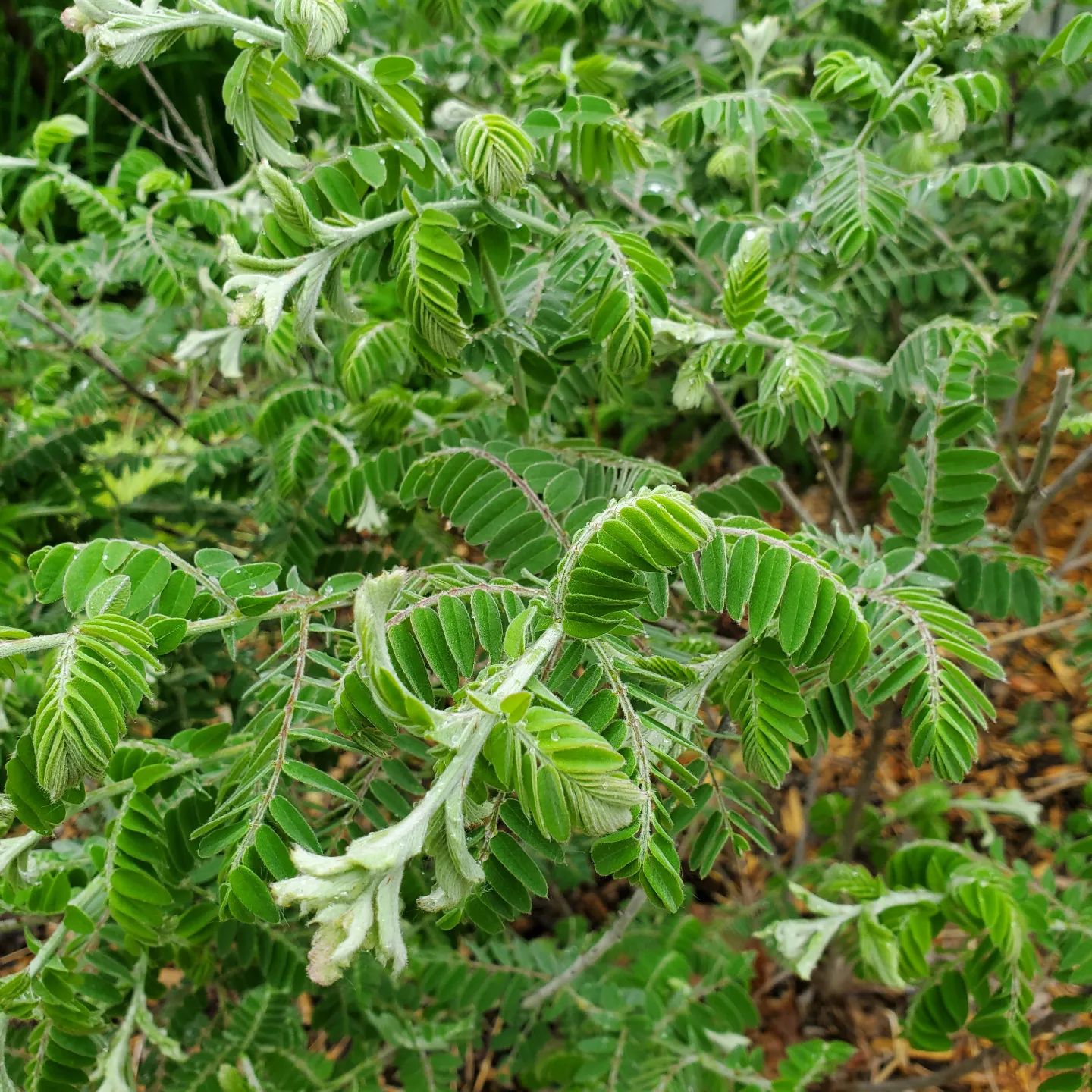 Drought tolerant perennials – Garden Bite