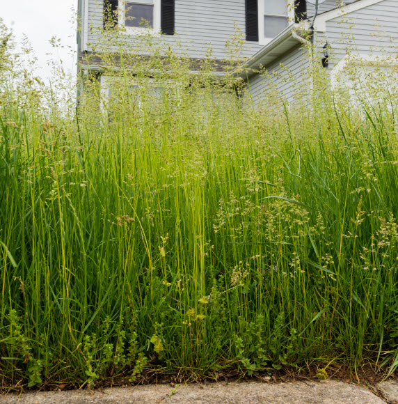 Today's Garden Bite: Lawns… we tried No Mow May for pollinators and discovered that that’s not really the best option for a number of reasons. I look forward to debates on this one from my listeners! No Mow vs Slow Mow... https://gardenbite.com/no-mow-vs-slow-mow/

#lawns #nomowmay #slowmowsummer #ecofriendly #GardenBite