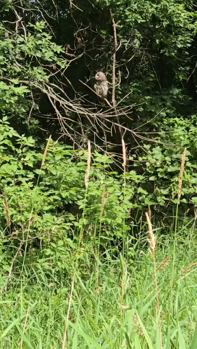 Hooo are you, hoo hoo