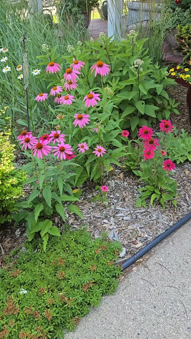 Uh oh or oh well? 

#gardening #perennials #leafminers #gardenbitewithteriknight