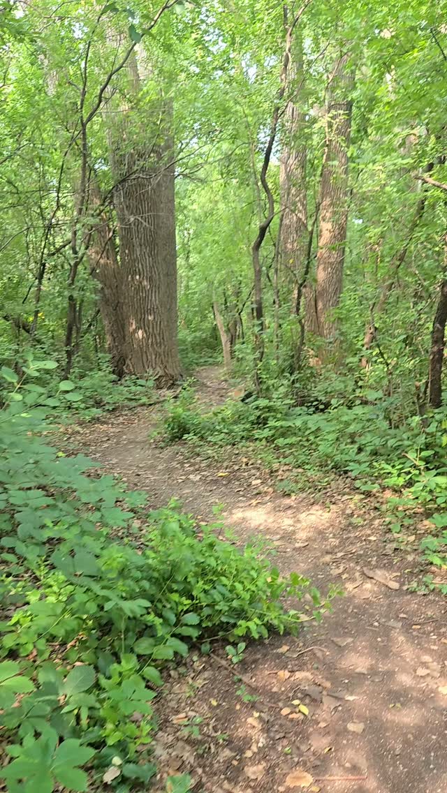 Take in the magic.  #naturerocks #naturewalk #renewal