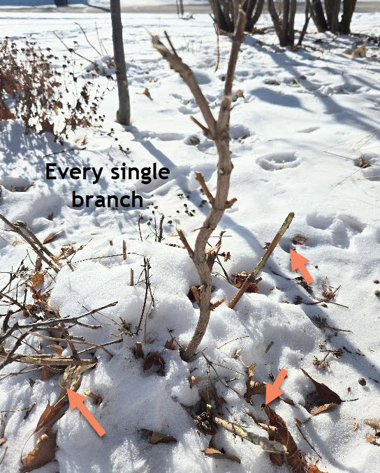 New Garden Bite alert! Winter of Woes and Wildlife. Why the wildlife are eating what are supposed to be "resistant" shrubs. Check it out. Link in the comments. 

#nature #gardeningwithwildlife #winterweather #coldclimategardening #gardenbite #gardenbitewithteriknight