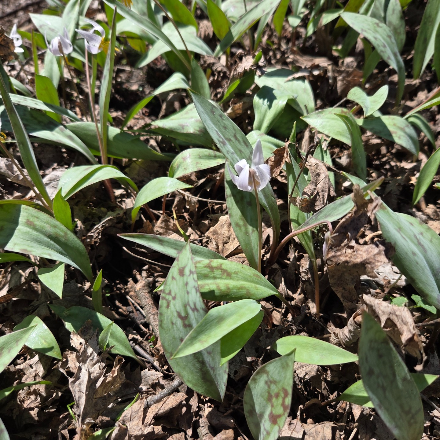 The Dwarf Trout Lily is only found in 3 counties in Southeastern Minnesota. It is a protected species. Learn more about this old plant on my website: https://gardenbite.com/25970-2/