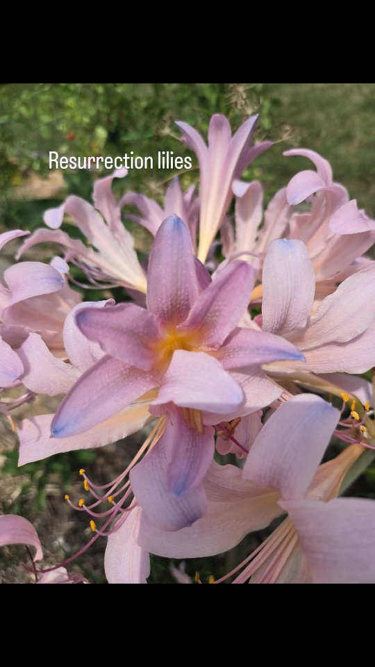 Sweet blooms